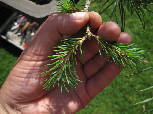 bonsai pine pruning